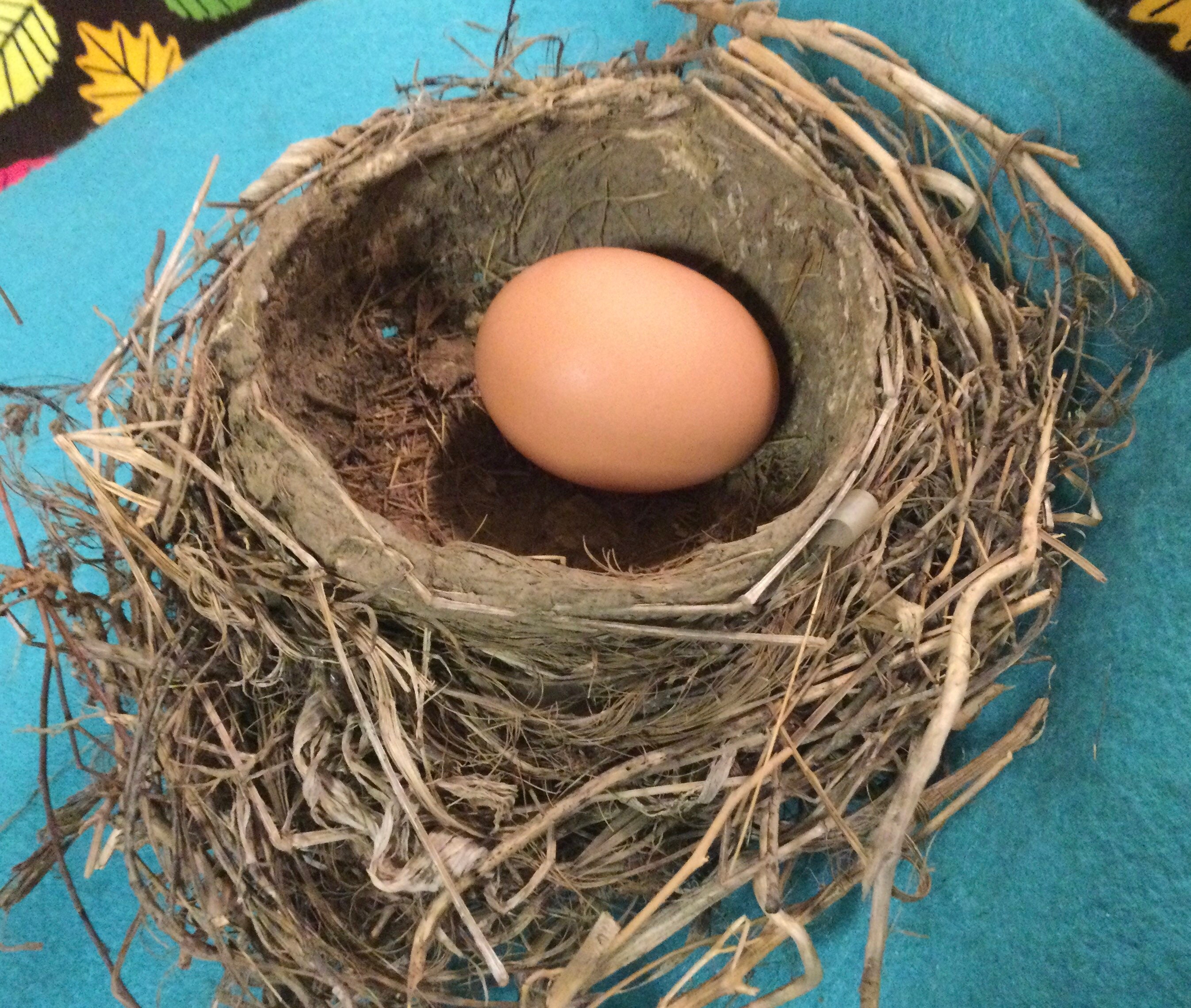 Natural Bird Nest Specimen/genuine Nature Curiosity/dried  Strawtwigsmud/christmas-easter Decor/craft Supply/large 6x7/vintage 