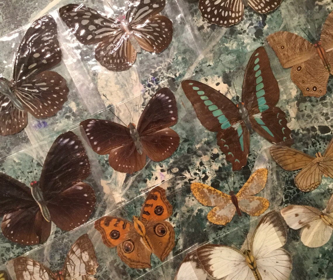 Real Butterfly Specimen Dried Moth Unmounted Lepidopterist Etsy