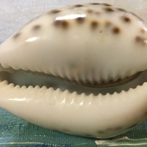 Maryland Souvenir/Assateague Island/Carved Cowrie Shell Art/Hand-Painted Seashell/Lighthouse/Virginia State Park Memorabilia/Vintage image 7