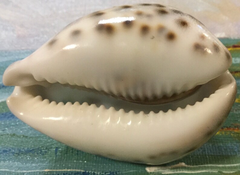 Maryland Souvenir/Assateague Island/Carved Cowrie Shell Art/Hand-Painted Seashell/Lighthouse/Virginia State Park Memorabilia/Vintage image 7