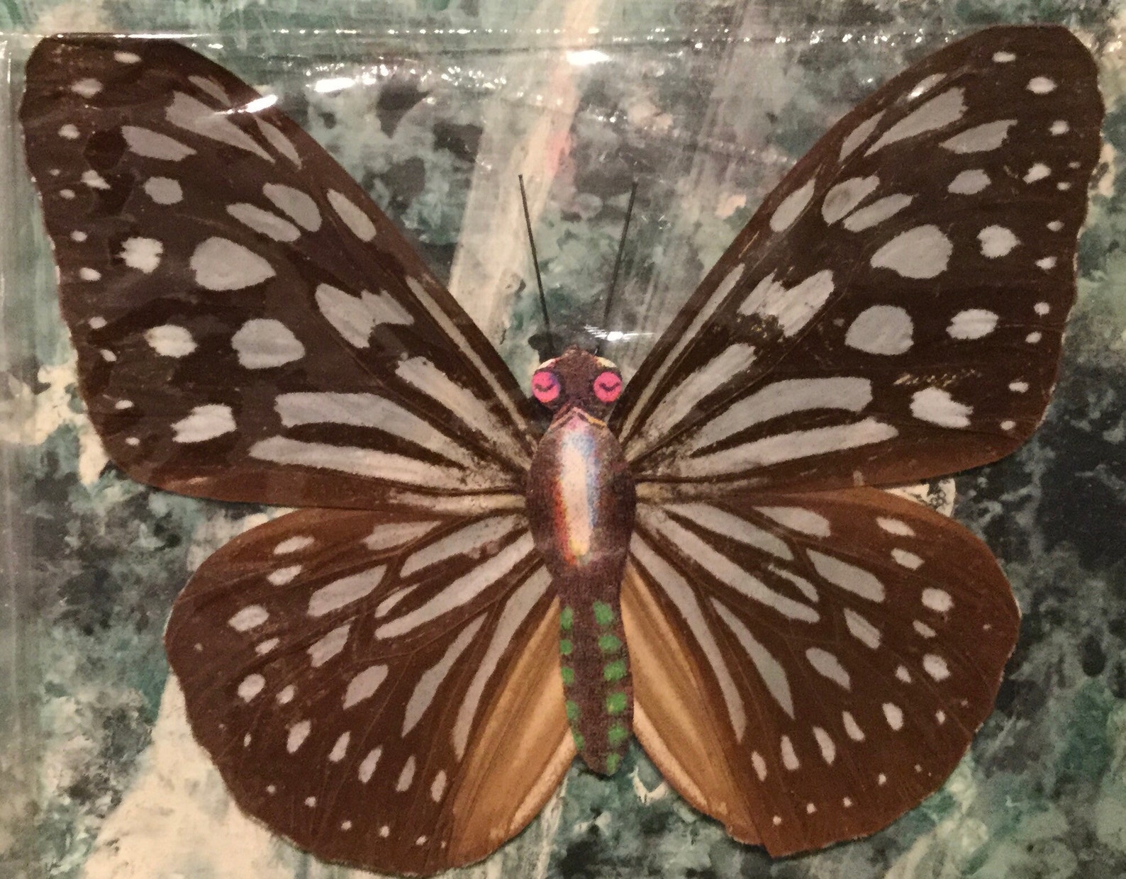 Real Butterfly Specimen Dried Moth Unmounted Lepidopterist Etsy