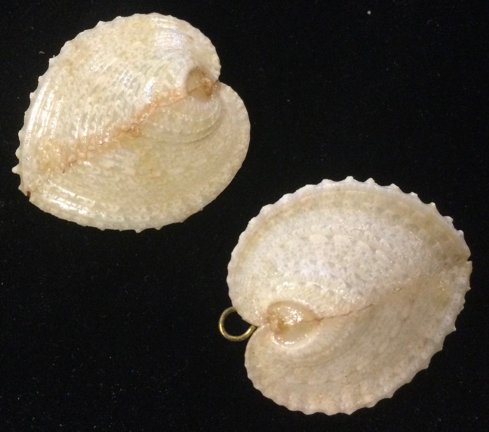 9pc Shell Flowers Handmade Small Seashell Flower Floral DIY - Etsy