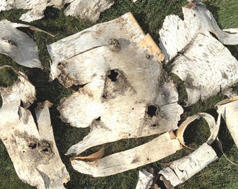 Craft Supplies Birch Bark Sheet Pieces/New England Natural White Birch Tree Specimen/Christmas decor/11pc Large & Small LOT-SET