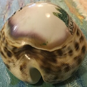 Maryland Souvenir/Assateague Island/Carved Cowrie Shell Art/Hand-Painted Seashell/Lighthouse/Virginia State Park Memorabilia/Vintage image 6