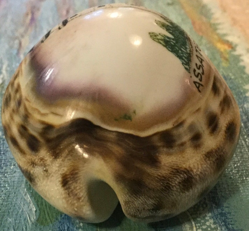Maryland Souvenir/Assateague Island/Carved Cowrie Shell Art/Hand-Painted Seashell/Lighthouse/Virginia State Park Memorabilia/Vintage image 6