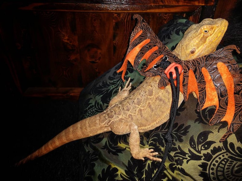 May include: A brown and orange lizard wearing a dragon costume with black and orange wings. The lizard is on a green and black patterned fabric.