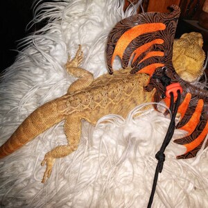 May include: A brown and orange dragon costume for a bearded dragon lizard. The costume has a black strap and orange accents.