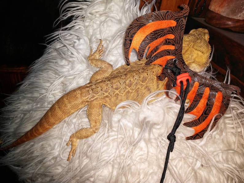 May include: A brown and orange dragon costume for a bearded dragon lizard. The costume has a black strap and orange accents.