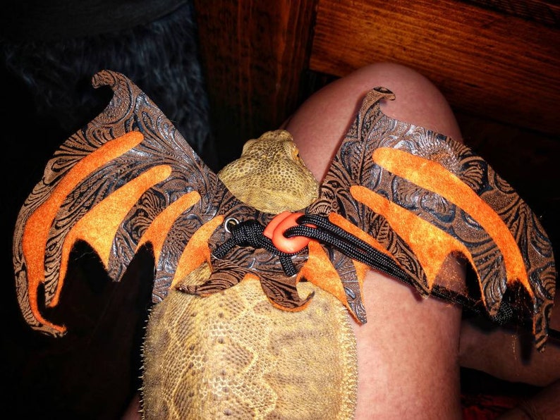 May include: A brown and orange leather dragon wing costume for a reptile, with a black and orange patterned design.
