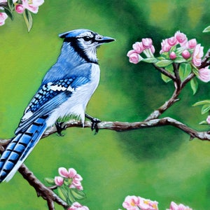 Bluejay in Spring