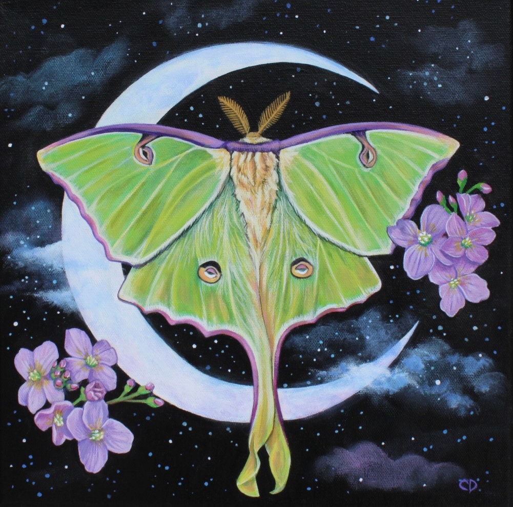 Luna Moth Fine Art Print - Etsy
