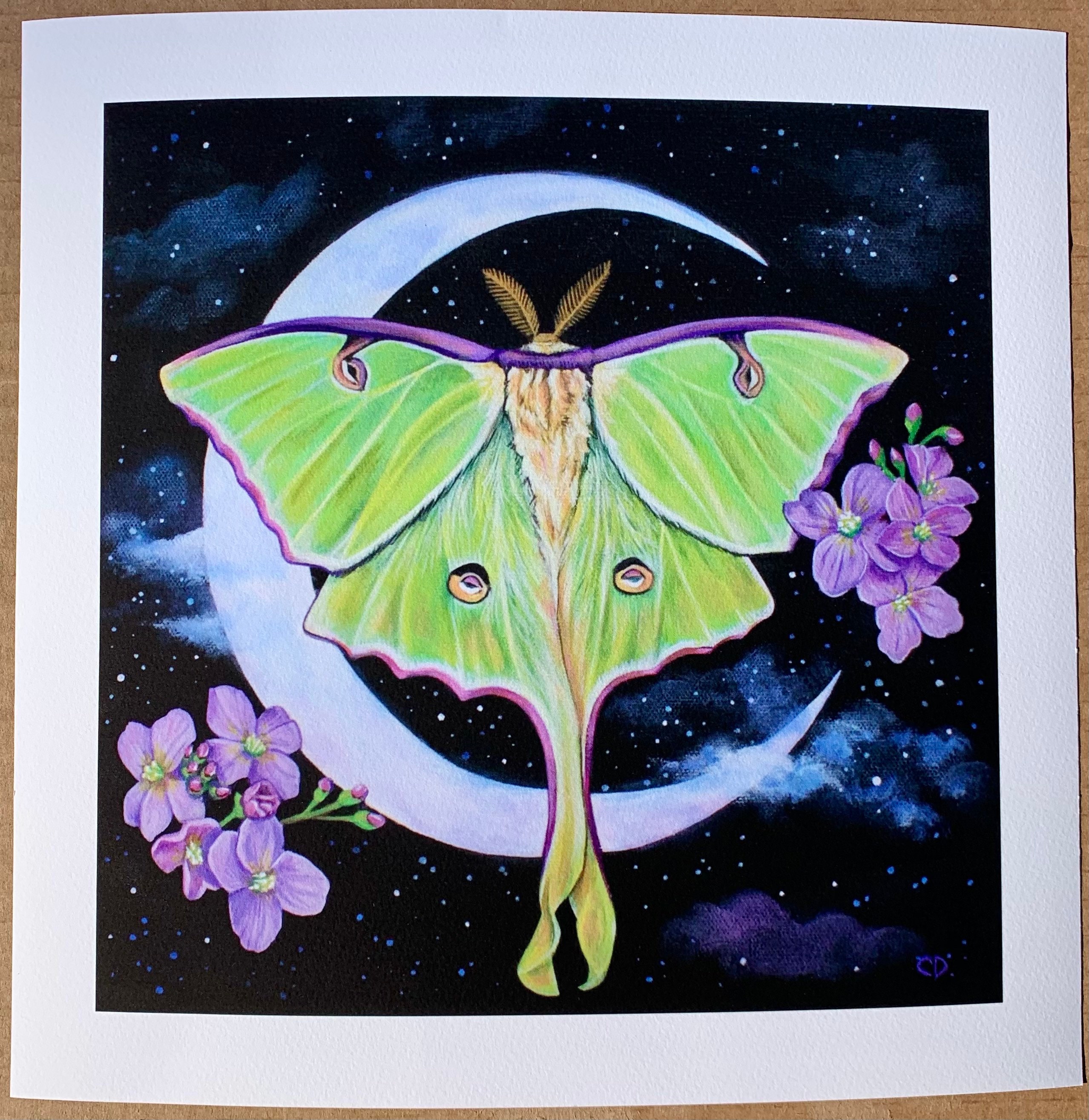 Luna Moth Fine Art Print - Etsy