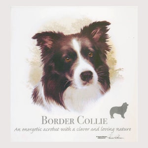 May include: A black and white Border Collie dog with brown eyes, looking directly at the viewer. The dog is in a watercolor style, with a soft, blurred background. The text "BORDER COLLIE" is written in large, bold letters below the dog, and the text "An energetic acrobat with a clever and loving nature" is written in smaller letters below the dog's name.