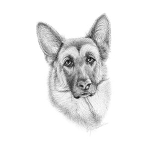 German Shepherd on Kona Cotton, Cotton Blend or Duck Canvas Fabric Panel to Sew a Quilt, Pillow or Tote or Crafts  0075HL2