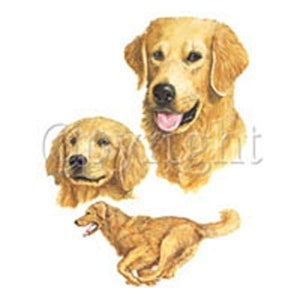 Golden Retriever on Kona Cotton, Cotton Blend or Duck Canvas Fabric Panel to Sew a Quilt, Pillow or Tote or Crafts 5865