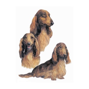 Dachshund on Kona Cotton, Cotton Blend or Duck Canvas Fabric Panel to Sew a Quilt, Pillow or Tote or Crafts 6877