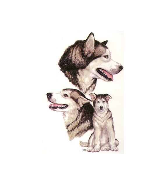 Quilting Fabric Panel: Alaskan Malamute Print - Kona Cotton