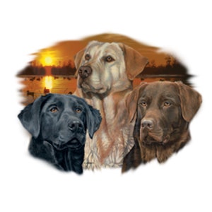 May include: Three Labrador Retriever dogs, one black, one brown, and one yellow, are looking at the camera. The dogs are in front of a sunset background with ducks swimming in the water.