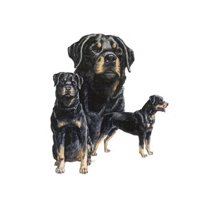 Rottweiler on Kona Cotton, Cotton Blend or Duck Canvas Fabric Panel to Sew a Quilt, Pillow or Tote or Crafts 310