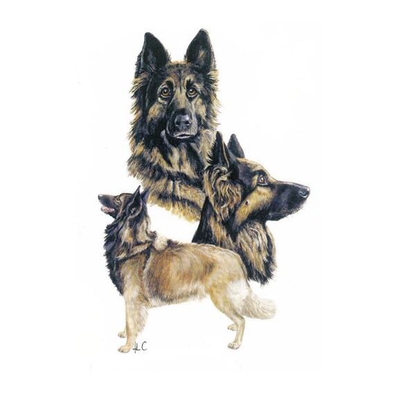 Belgian Tervuren on Kona Cotton, Cotton Blend or Duck Canvas