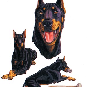 Doberman on Kona Cotton, Cotton Blend or Duck Canvas Fabric Panel to Sew a Quilt, Pillow or Tote or Crafts 5913