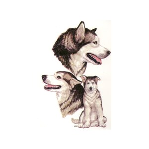 Puede incluir: Una pintura de tres malamutes de Alaska. El perro m&aacute;s grande est&aacute; mirando hacia la derecha, con la cabeza ligeramente inclinada. El perro del medio est&aacute; mirando hacia la izquierda, con la cabeza ligeramente inclinada. El perro m&aacute;s peque&ntilde;o est&aacute; sentado, mirando hacia adelante. Los tres perros son blancos y grises.