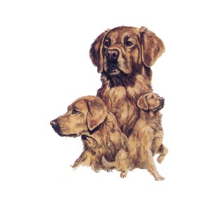 Golden Retriever on Kona Cotton, Cotton Blend or Duck Canvas Fabric Panel to Sew a Quilt, Pillow or Tote or Crafts 317