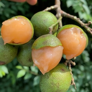 Guinep| Mamoncillo | Spanish Lime  | 3lbs