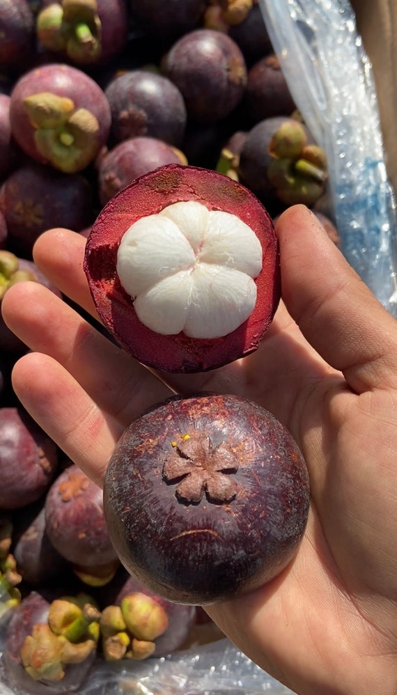 Mangosteen | Box (2kg) - Etsy Canada