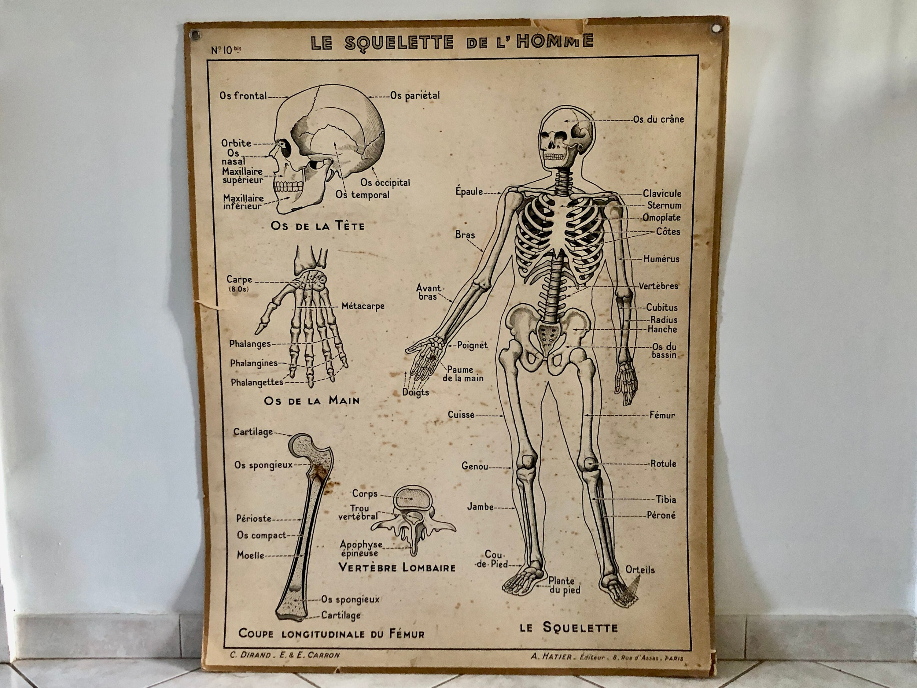 Affiche Pédagogique Hatier 1950, Tableau Squelette Excrétion, Décoration École Vintage, Ancienne Aff