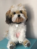 Custom Crocheted Dogs