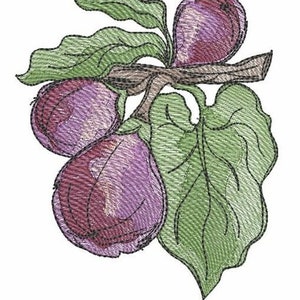 May include: A cluster of three purple and green plums with a brown stem and green leaves.