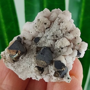 Calcite and Galena from Borieva mine,Madan ore field,Rhodope Mts,Smolyan Oblast,Bulgaria,Minerals,Crystals,Specimens,Galena,Clusters,N11