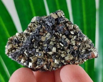 May include: A cluster of pyrite crystals, also known as fool's gold, with a metallic gold color. The pyrite is embedded in a dark gray matrix. The specimen is held against a green background.