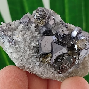 INCREDIBLE Gem Sphalerite with Galena on Quartz  from Krushev dol mine,Madan ore field,Rhodope Mts,Smolyan Oblast,Bulgaria,N39
