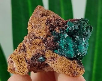 コンゴ共和国ミンドゥリ県ミンドゥリ郡プール部サンダヒルズ産の