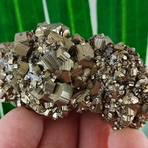 May include: A cluster of pyrite crystals, or fool's gold, with a metallic gold colour. The crystals have a cubic structure and are clustered together. The background is a green leaf.