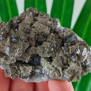 Pyrite,Sphalerite from Krushev dol mine,Madan ore field,Rhodope Mts,Smolyan Oblast, Bulgaria, Minerals, Crystals,Specimens,Fools Gold,N15