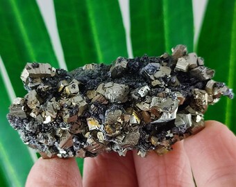 May include: A cluster of pyrite crystals, also known as fool's gold, with a metallic gold color. The crystals are cubic and clustered together on a dark matrix. The background is a green leaf.