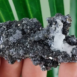 Sphalerite with Galena,Quartz from Krushev dol mine,Madan ore field,Rhodope Mts,Smolyan Oblast,Bulgaria, Mineral,Crystal,N17