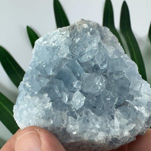 以下が含まれることがあります： 水色のセレスタイト結晶クラスター。結晶は、多くの小さな輝くファセットを持つ、粗くテクスチャ加工された表面を持っています。背景には緑の葉が含まれています。結晶は人の手で持たれています。