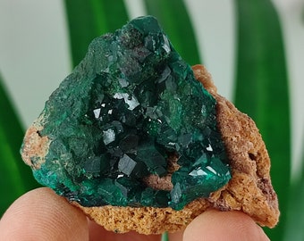 コンゴ共和国ミンドゥリ県ミンドゥリ郡プール部サンダヒルズ産の