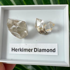 Peut inclure: Deux cristaux de quartz Herkimer Diamond présentés dans une boîte blanche. Le plus grand cristal est brun clair, les plus petits sont clairs avec des inclusions brunes. L'étiquette en dessous indique "Herkimer Diamond."