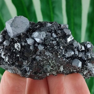 Amazing Sphalerite with Galena from Borieva mine,Madan ore field,Rhodope Mts,Smolyan Oblast, Bulgaria,Minerals,,100% NaturalN16