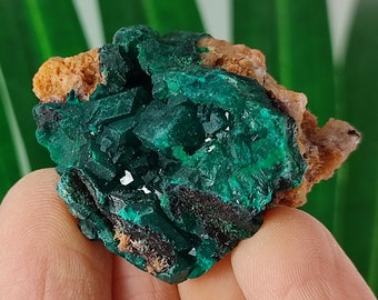 コンゴ共和国ミンドゥリ県ミンドゥリ郡プール部サンダヒルズ産の