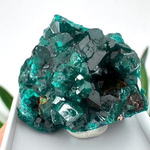 Könnte beinhalten: Ein Cluster aus leuchtend smaragdgrünen Dioptas-Kristallen. Das Mineralexemplar weist zahlreiche, scharf definierte Kristallflächen auf, die ein funkelndes, facettiertes Aussehen erzeugen. Der Dioptas ruht auf einer kleinen, weißen Basis, mit unscharfem Hintergrund.