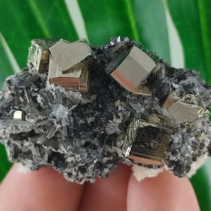 Beautiful Pyrite,Sphalerite from Borieva mine,Madan ore field,Rhodope Mts,Smolyan Oblast, Bulgaria, Minerals,Crystals,Specimens,Galena ,N25