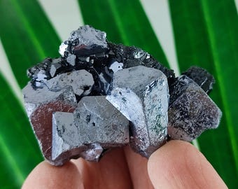 May include: A cluster of metallic gray galena crystals with a dark, almost black, sheen. The crystals have a cubic structure and are partially translucent, reflecting light. The mineral specimen is held against a green background.