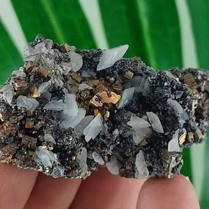 Pyrite with Calcite and Galena from Borieva mine,Madan ore field,Rhodope Mts,Smolyan Oblast, Bulgaria,Minerals,Crystals,Specimens,NaturalN13