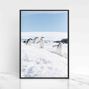 Penguin Print Digital Download Chinstrap Penguin Wall Art Wildlife Photography Antarctica Wildlife Digital Printable Art, Instant Download